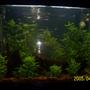 planted tank (mostly live plants and fish) - Updated tank April 2005
