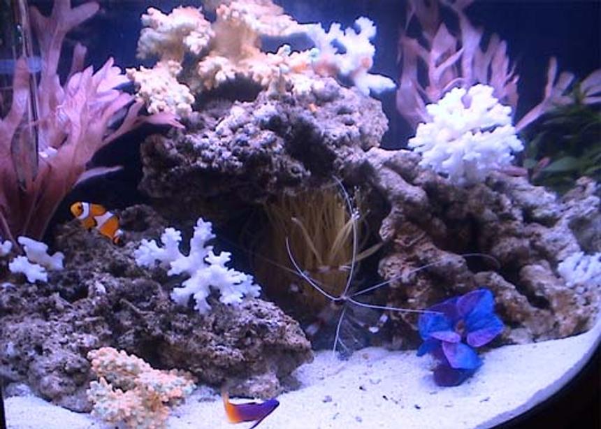 Rated #890: 7 Gallons Reef Tank - The 7 gallon mini-bow that everyone said would be impossible to keep...goin on 1 month now...no problems!! "Knock on Wood!"