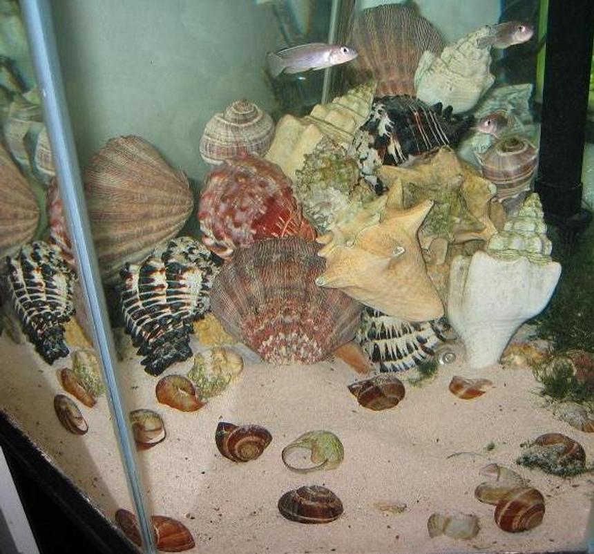 Rated #3651: Freshwater Fish Tank - (Oddly shaped) 44 gallon Tanganyikan community tank with Neolamprologus hecqui, Julidochromis transcriptus, and one Neolamprologus brichardi. The shells in the back, which are piled over rock, are a visual joke - I keep eight species of shelldwellers, so why not have some fun with shells? They work extremely well as rockwork and add a lot of color to the tank.
Not to mention, the shells help keep the hardness and alkalinity up, which is important for the species I'm keeping in the tank.