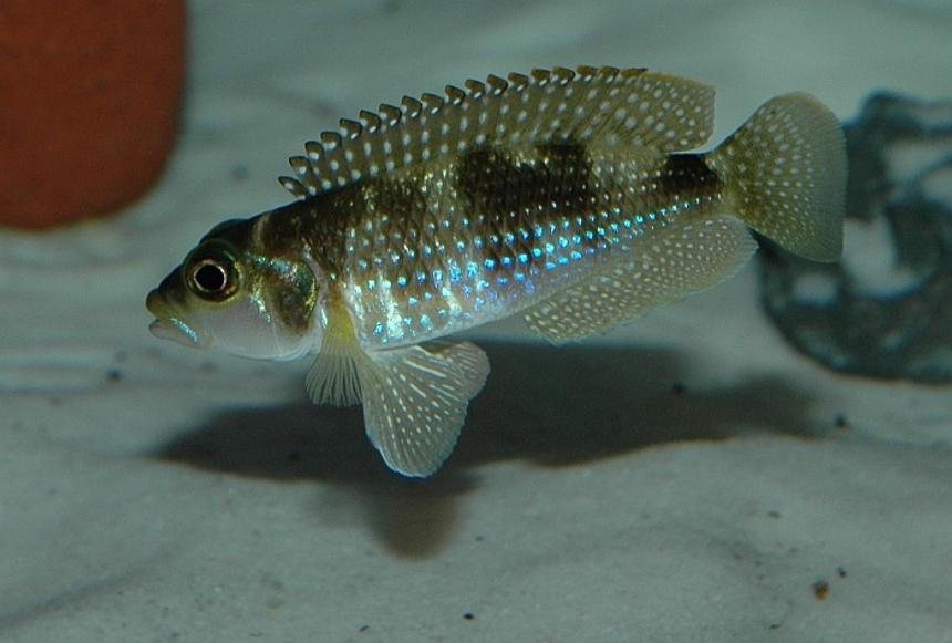 Rated #482: Freshwater Fish - Lamprologus Stappersi - Pearly Ocellatus - Male 'Lamprologus' stappersi (meleagris). He loves to show off, and he really shows why shelldwellers are such wonderful fish. Believe it or not, this fish is an inch long.