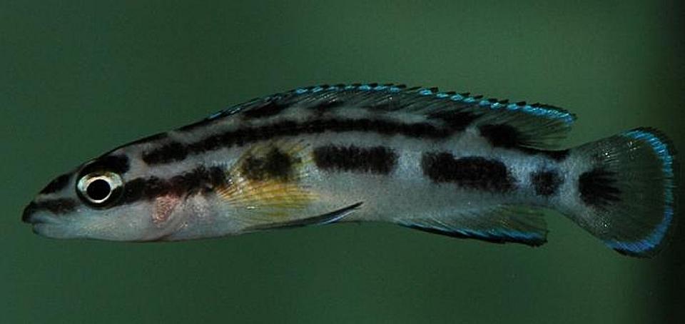 freshwater fish - julidochromis transcriptus - the masked julie - Julidochromis transcriptus, a lovely species adapted to be slim so they can fit into very small caves and rockwork.