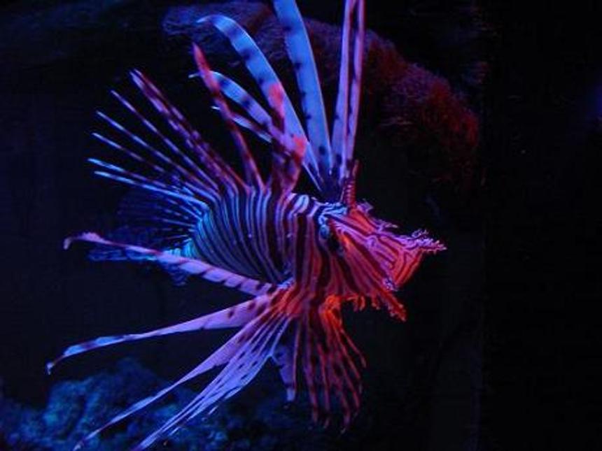 Rated #66: Saltwater Fish - Pterois Volitans - Volitan Lionfish Stocking In 130 Gallons Tank - my lovely volitan