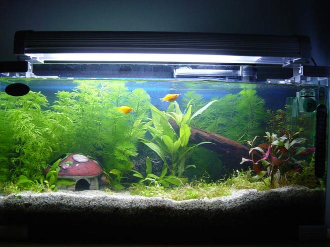 11 gallons planted tank (mostly live plants and fish) - Beginner in planted tank experience..