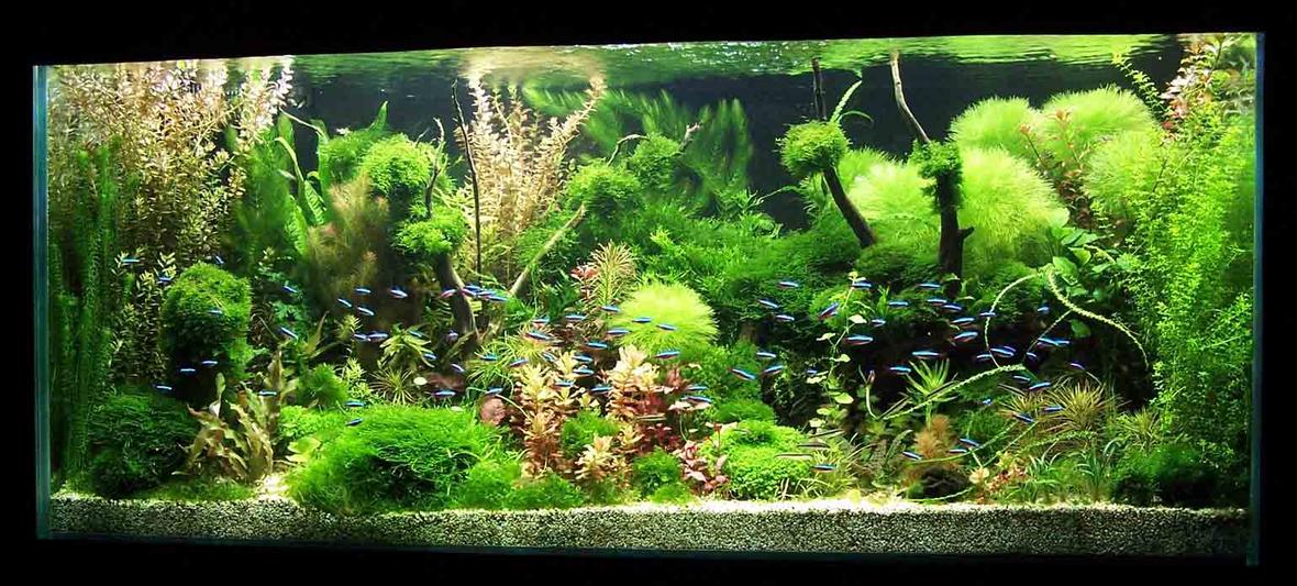122 gallons planted tank (mostly live plants and fish) - Grove