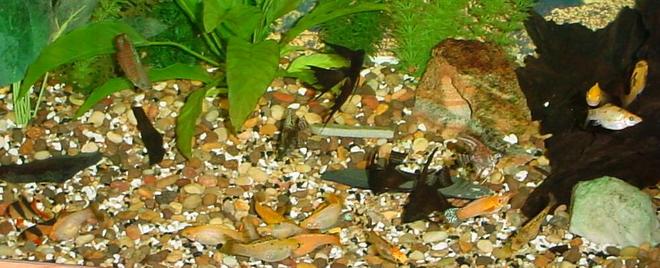 125 gallons freshwater fish tank (mostly fish and non-living decorations) - some of my babiez