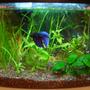 planted tank (mostly live plants and fish) - 3 gallon planted
