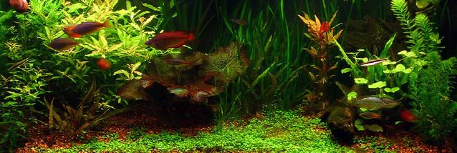 75 gallons planted tank (mostly live plants and fish) - 75 Gallon with 260w 6400k daylight pc lighting and 1 48 inch 2x ODNO GE Aquarays T12 bulb, pressurized co2 injection with diy inline reactor.Occupants include SAE, Otto, Rainbowfish, Gourmai, Freshwater puffers, ghost catfish, some kind of algae shrimp, and probably a couple others I probably forgot. Plants - red tiger lotus, glossostigma, various crypts, hygrophila (sunset, difformis, and polysperma), mermaid weed, vals (giant, tiger, spiral) plus several others I either forgot or may not have positivly identified yet...