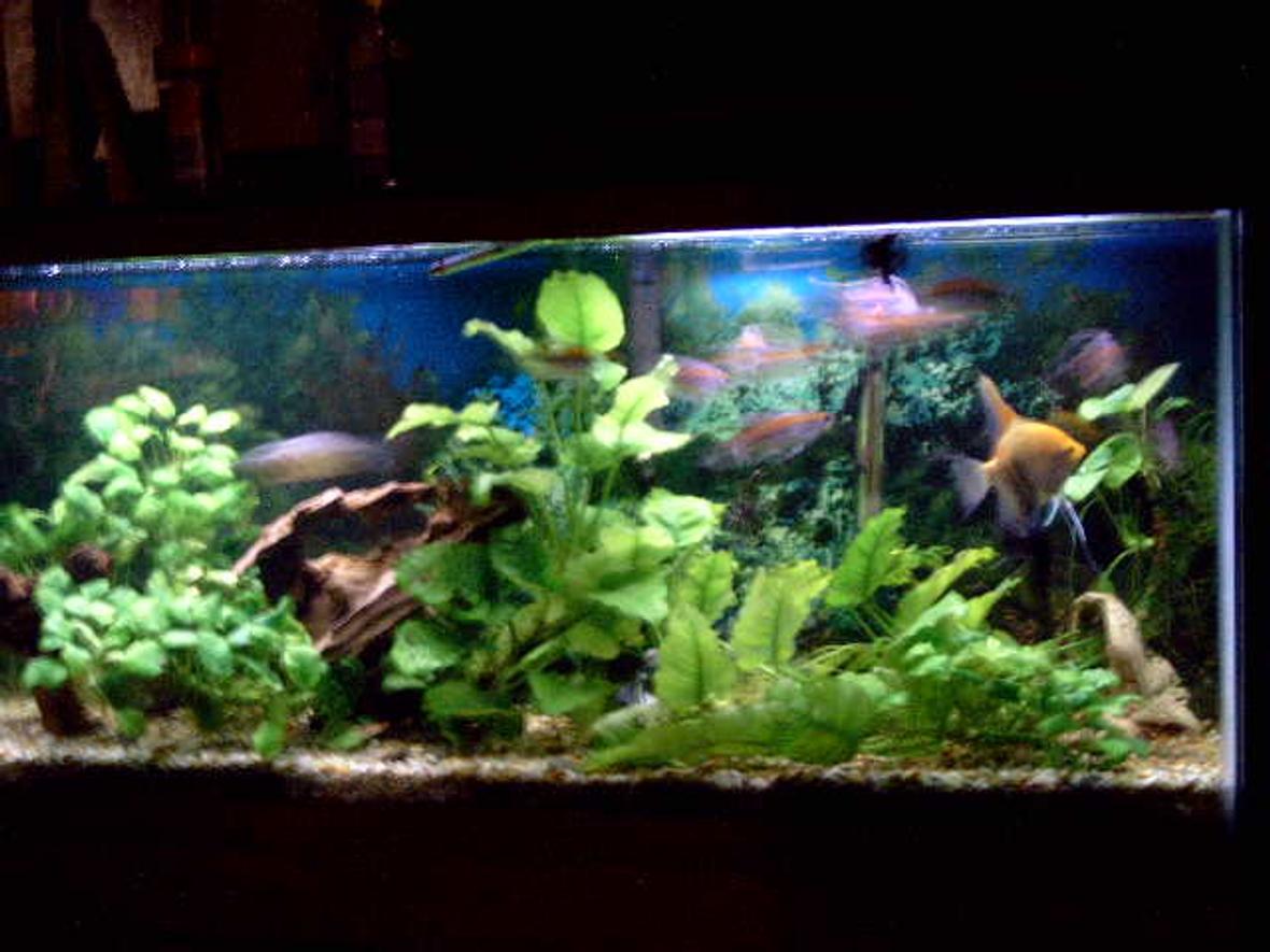 55 gallons planted tank (mostly live plants and fish) - 55 gal, angelfish, congo tetras, pleco, corys, driftwood, and anubias plants