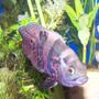 freshwater fish - astronotus ocellatus - tiger oscar stocking in 125 gallons tank - feed me
