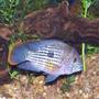 freshwater fish - aequidens rivulatus - green terror stocking in 125 gallons tank - male green terror