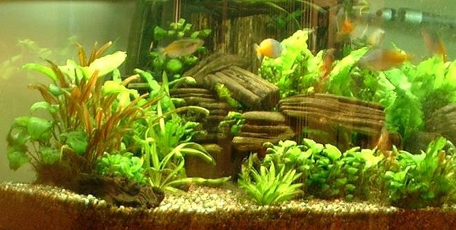 54 gallons planted tank (mostly live plants and fish) - 54g Bowfront Corner Tank
6 Boesmani Rainbows
5 Clown Loaches
1 Gold Nugget Pleco
2 Gold Algae Eaters
Ehiem Canister Filter
Ebo Jager
CO2 w/ aquamedic diffuser
3x55w Power Compact lighting
Sorry, the pic quality stinks!