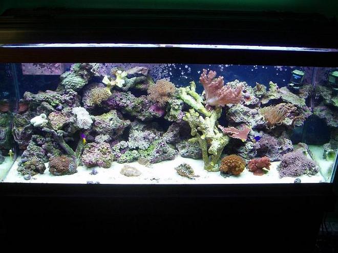 75 gallons reef tank (mostly live coral and fish) - 75G reef  with mixed live rock, kaelini, lalo, fiji, tonga plate, tonga, branch, and deep water and more * i will be updating my pic i have alot more coral in the system now