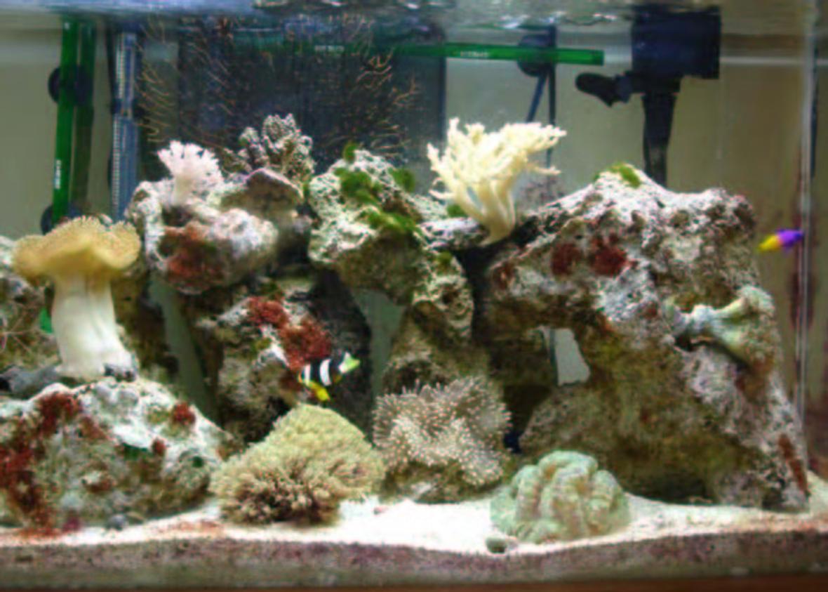 29 gallons reef tank (mostly live coral and fish) - My precious.....