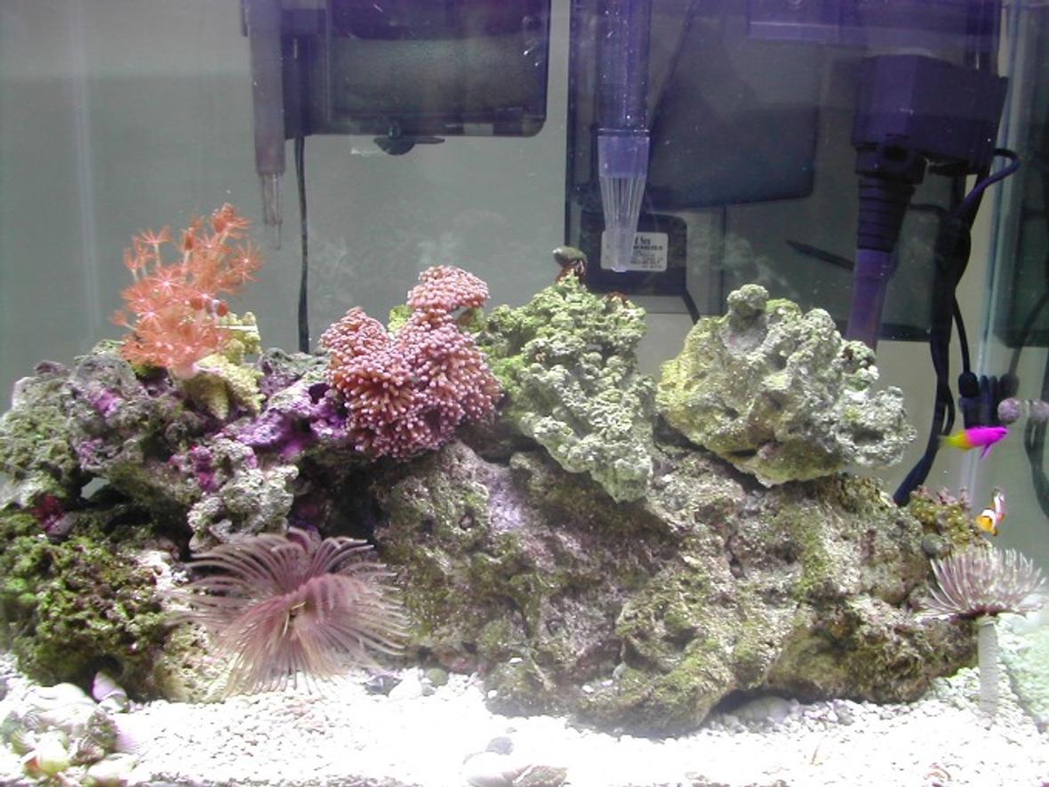 20 gallons reef tank (mostly live coral and fish) - Just Starting