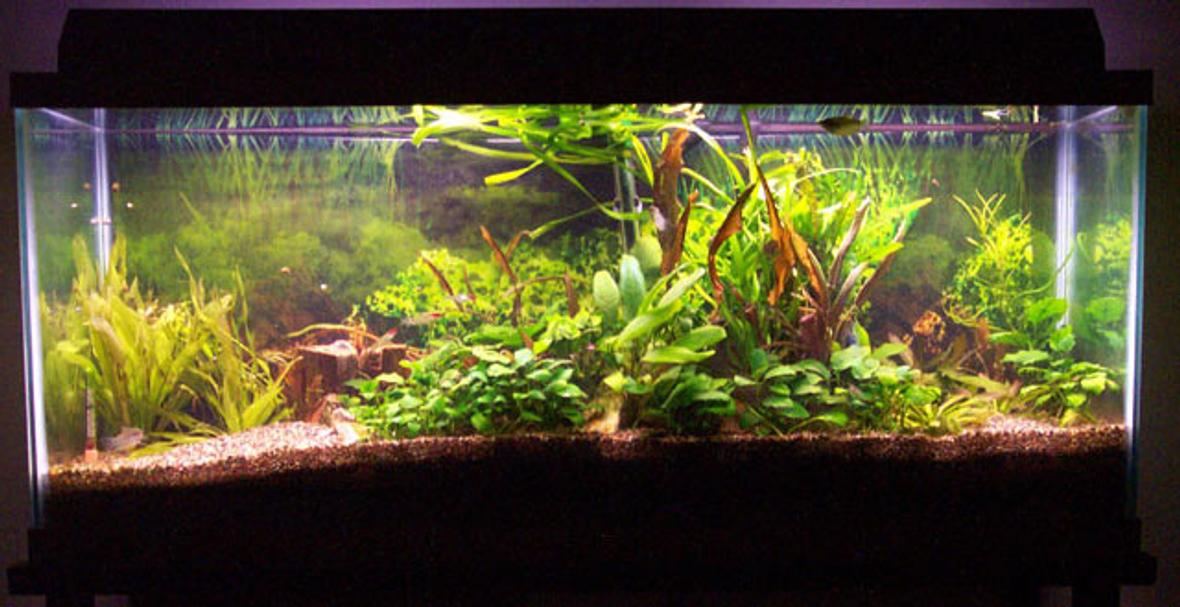 planted tank (mostly live plants and fish) - i like big butts and i cannot lie