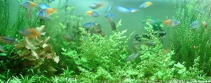 125 gallons planted tank (mostly live plants and fish) - 125 gal.Ferns, Anubius, crypt, grasses, lilies, ect. The school of rainbows is about 25 deep. 2x160w vho, 3x55w pc. ebo jaeger heater, penguin 300 biowheel, 802 power head. Let me know whAT YOU THINK!