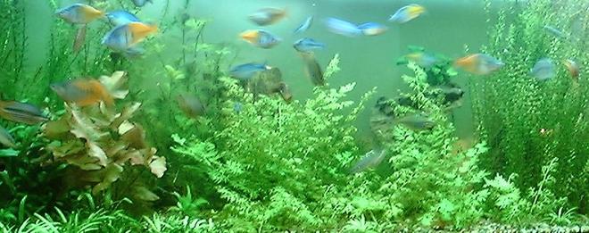 125 gallons planted tank (mostly live plants and fish) - 125 gal.Ferns, Anubius, crypt, grasses, lilies, ect. The school of rainbows is about 25 deep. 2x160w vho, 3x55w pc. ebo jaeger heater, penguin 300 biowheel, 802 power head. Let me know whAT YOU THINK!