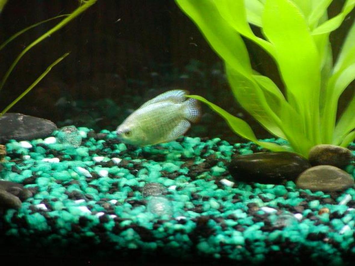 freshwater fish - trichogaster trichopterus - blue gourami stocking in 10 gallons tank - UDA!! My Gourami fish...