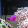 saltwater fish - pseudochromis porphyreus - purple pseudochromis stocking in 60 gallons tank - He looks pissed