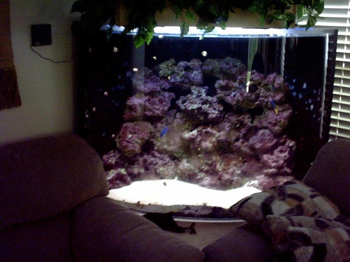 reef tank (mostly live coral and fish) - 160 Gal corner bow front 1 inch acrylic 4- 55 watt pc's 2 10 k's and 2 blue top fathom skimmer in sump quiet one 1200 pump better pic soon
