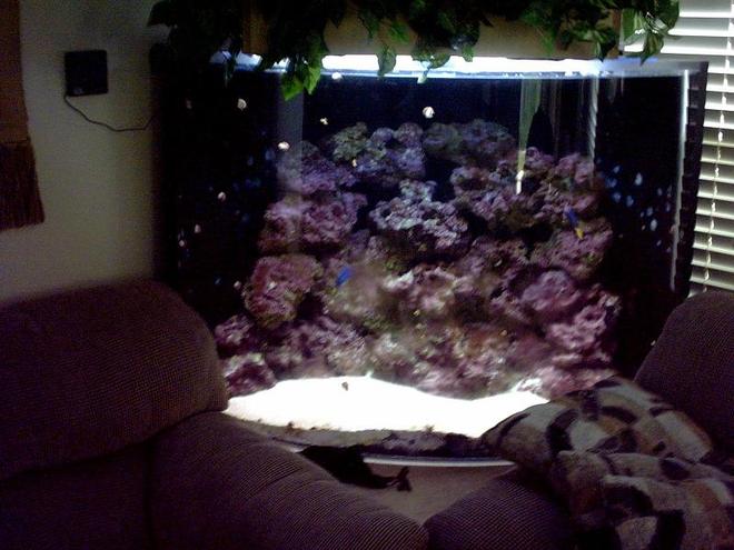 reef tank (mostly live coral and fish) - 160 Gal corner bow front 1 inch acrylic
4- 55 watt pc's  2 10 k's and 2 blue
top fathom skimmer in sump
quiet one 1200 pump
better pic soon