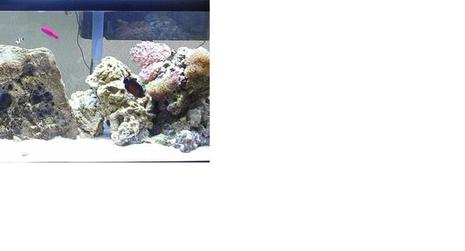 saltwater fish - pseudochromis porphyreus - purple pseudochromis stocking in 60 gallons tank - Rightside or tank since i had to chop my tank in half for the main picture