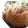 corals inverts - entacmaea quadricolor - rose bulb anemone stocking in 60 gallons tank - My very healthy Anenome