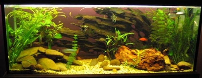 Rated #1195: 60 Gallons Freshwater Fish Tank - Fish include: 1 rosy barb, 3 gourami, 1 three spot, 2 pear,l 6 tiger barbs, 3 black widow tetras, 2 bleeding hart tetras, 1 bristle nose catfish, 6 cory cats, 3 butter fly cichlids, 3 clown loaches, 2 sucking cats, 4 angels and 4 platys