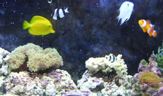 55 gallons reef tank (mostly live coral and fish) - 55 Gallon Saltwater Tank