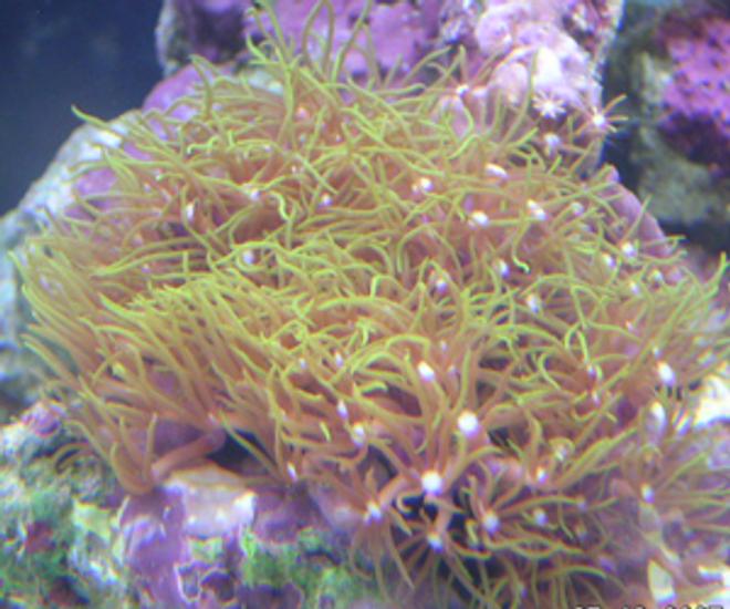 corals inverts - briareum sp. - starburst polyp stocking in 55 gallons tank - Clavularia Star Polyp