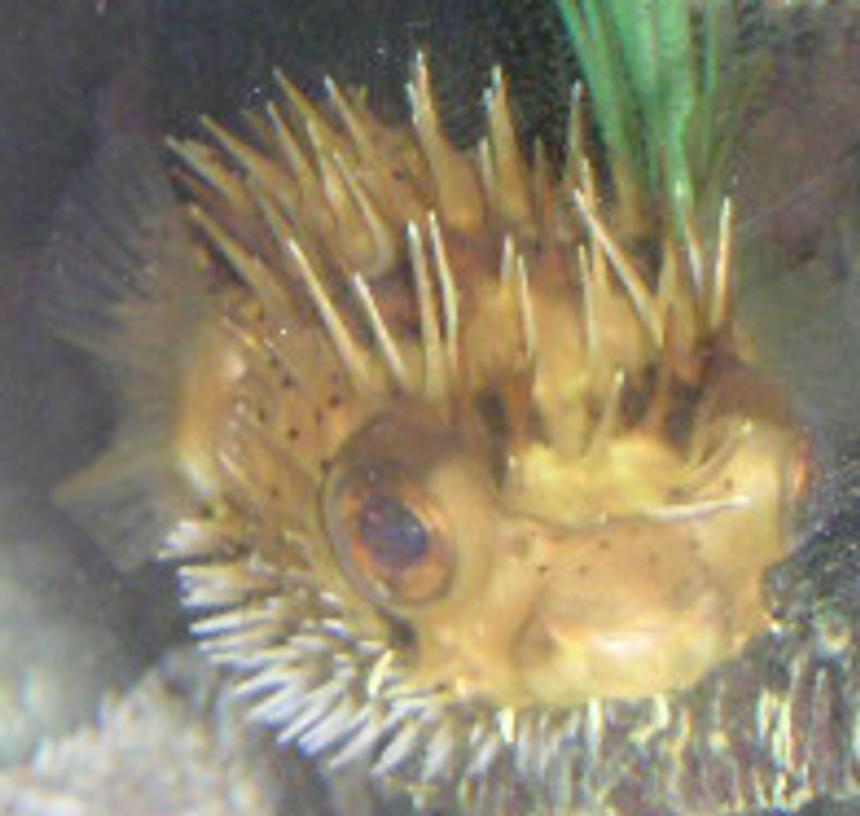 Rated #308: Saltwater Fish - Diodon Holocanthus - Porcupine Puffer Stocking In 55 Gallons Tank - Porcupine Puffer