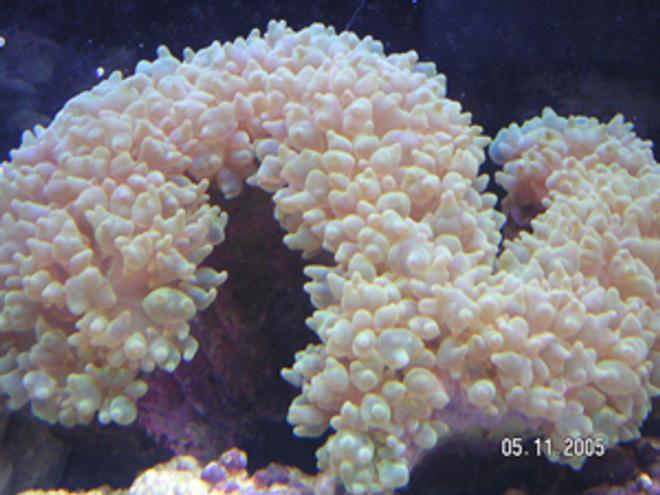 corals inverts - physogyra sp. - bubble coral, pearl stocking in 55 gallons tank - Fox Coral