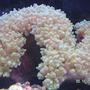 corals inverts - physogyra sp. - bubble coral, pearl stocking in 55 gallons tank - Fox Coral