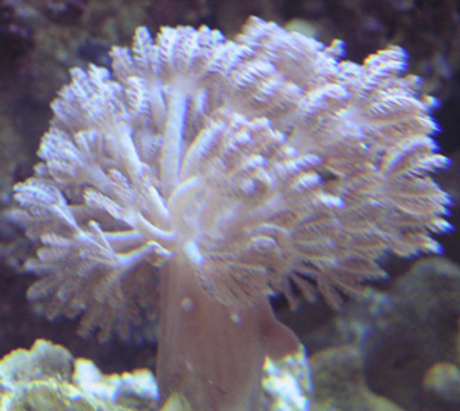 corals inverts - xenia sp. - white pom pom xenia stocking in 55 gallons tank - Coral