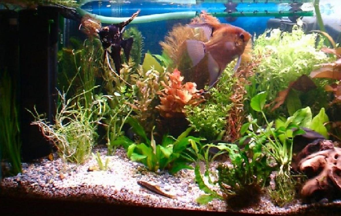 planted tank (mostly live plants and fish) - Im just me thanks