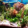 planted tank (mostly live plants and fish) - Im just me thanks