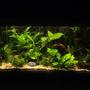 35 gallons planted tank (mostly live plants and fish) - 2 blood fins 5 rummy nose 2 sucking loaches 2 plecos(one is 10-12inches long), 3 buenos aries 4 zebras .2 african frogs 2 madascar tetras. Has been running since 1997.