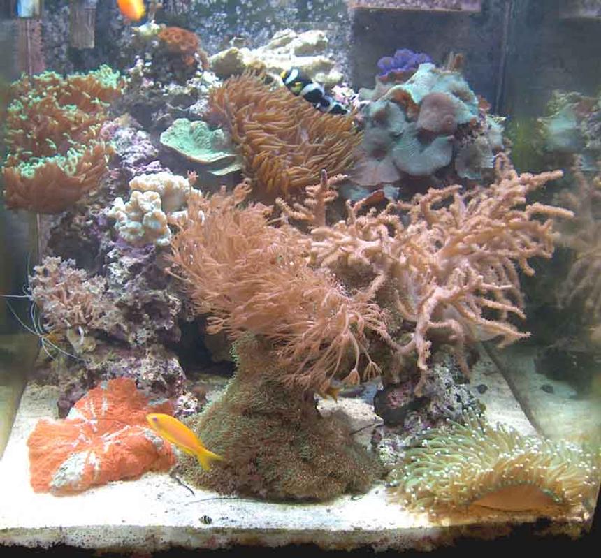 Rated #904: Reef Tank