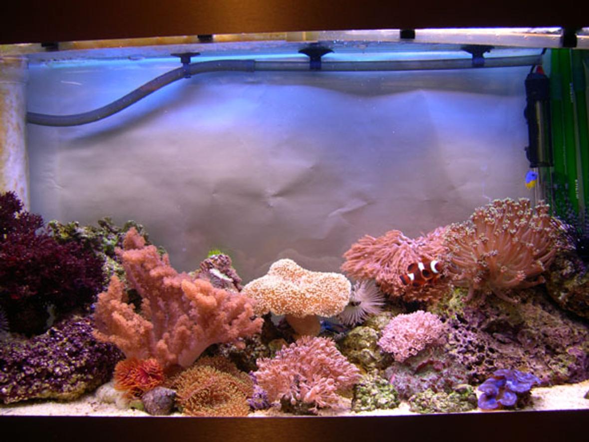 30 gallons reef tank (mostly live coral and fish) - 4 months old and my bank manager is not happy!