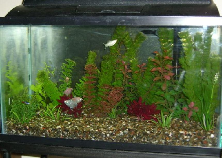 Rated #3585: 10 Gallons Freshwater Fish Tank - 10 Gal. Fish Tank, my first one. I have 2 mollies 1 black 1 white, both male, 4 colored fish (don't know what they are, came from japan), and 2 corydoras... And 1 snail that hangs around in there. All fake plants, I tried real plants in my other aquarium, it's just a 3 gal. tho. I decided to start small with real plants. Allmost forgot, I have one neon Tetra.
