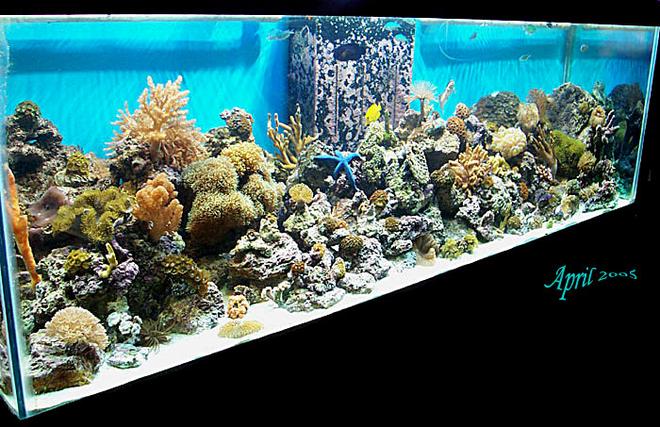 180 gallons reef tank (mostly live coral and fish) - Our 180g reef tank.