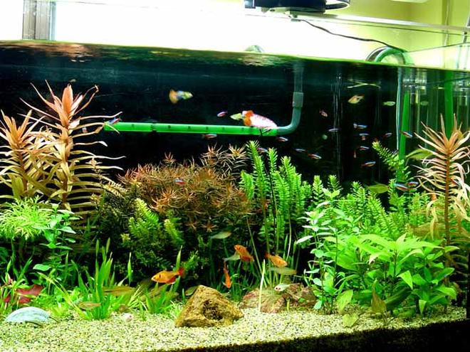 planted tank (mostly live plants and fish) - 4ft x1.5ftx1.5ft
Planted tank