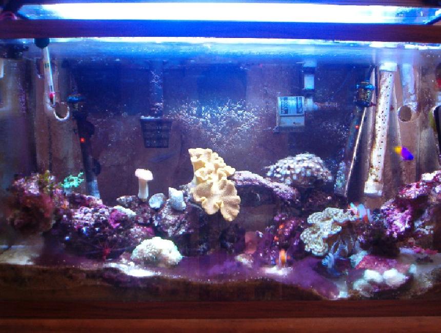 Rated #1222: 29 Gallons Reef Tank - My 29G tank at  1yr 4 months