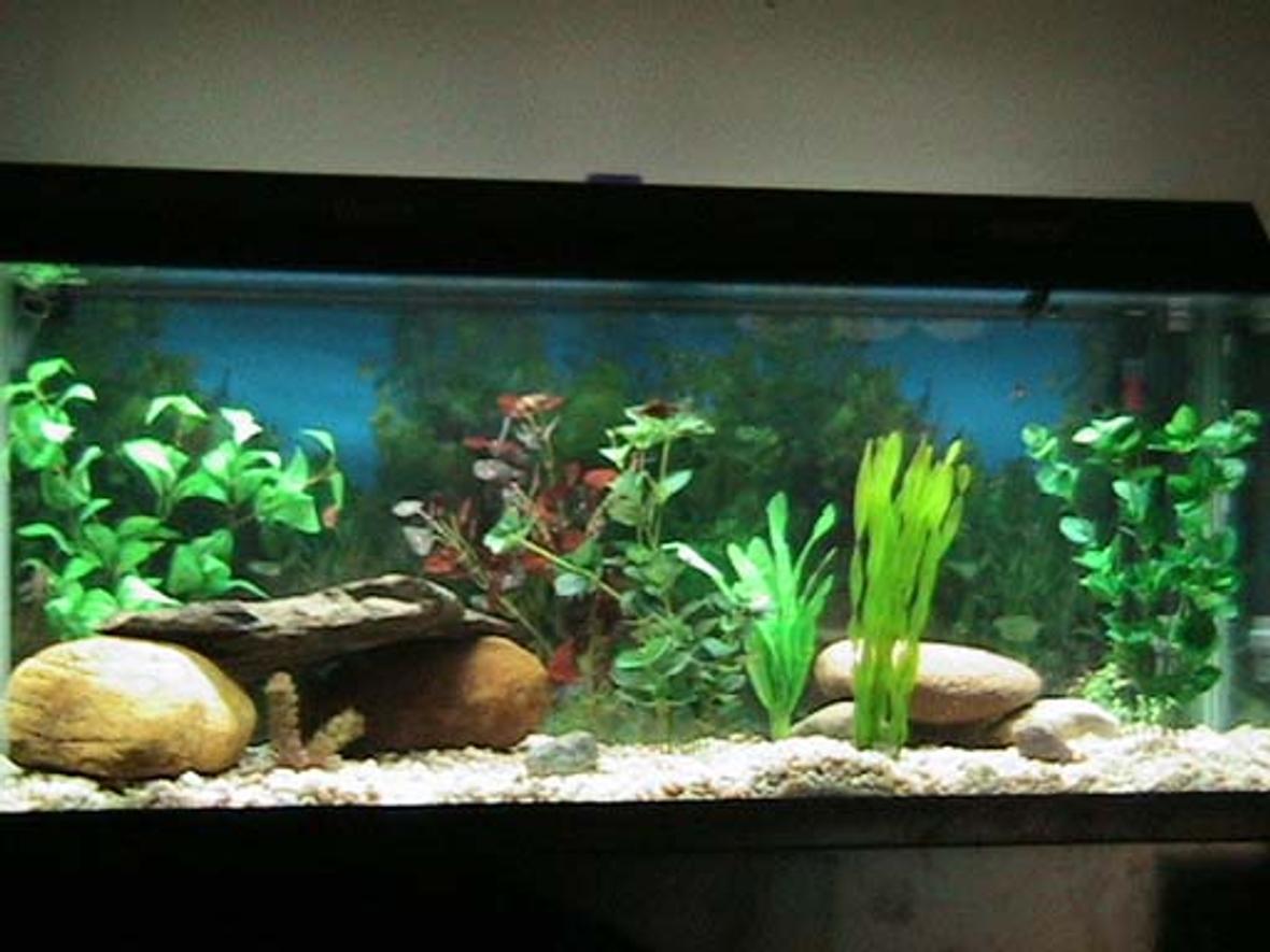 75 gallons freshwater fish tank (mostly fish and non-living decorations) - freshwater tank