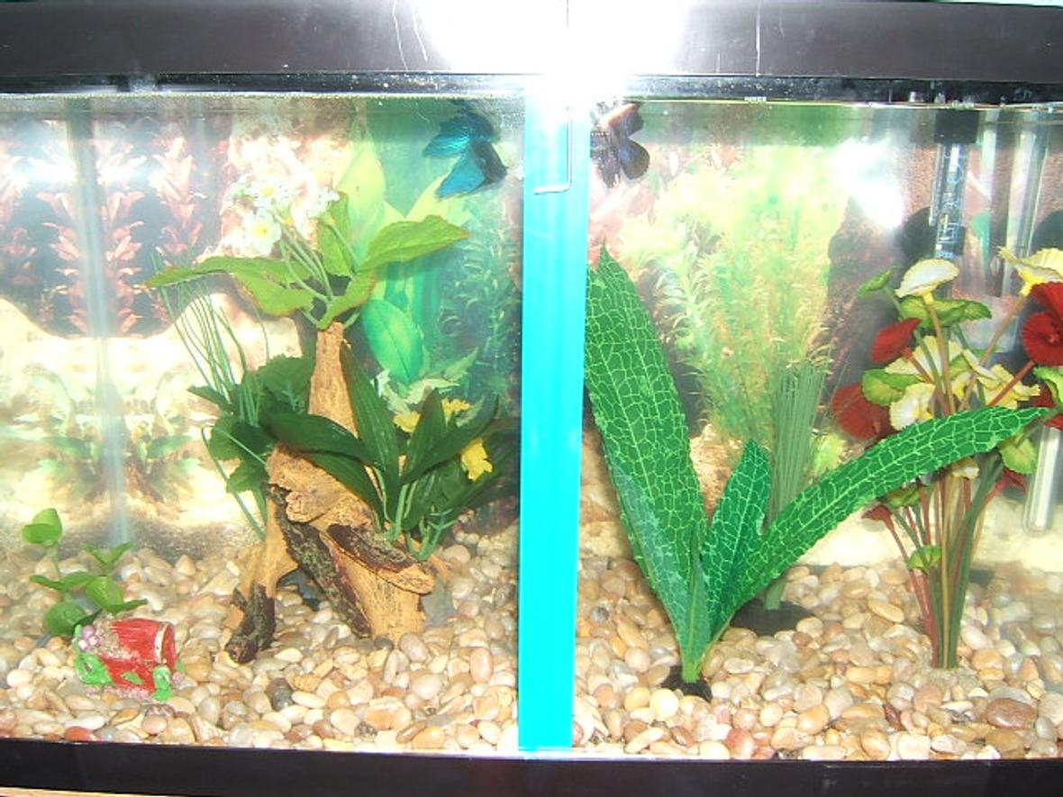 10 gallons freshwater fish tank (mostly fish and non-living decorations) - DIVIDED tank with two male bettas. All fake plants.
