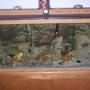 55 gallons freshwater fish tank (mostly fish and non-living decorations) - Tanganyikan Cichlid Tank