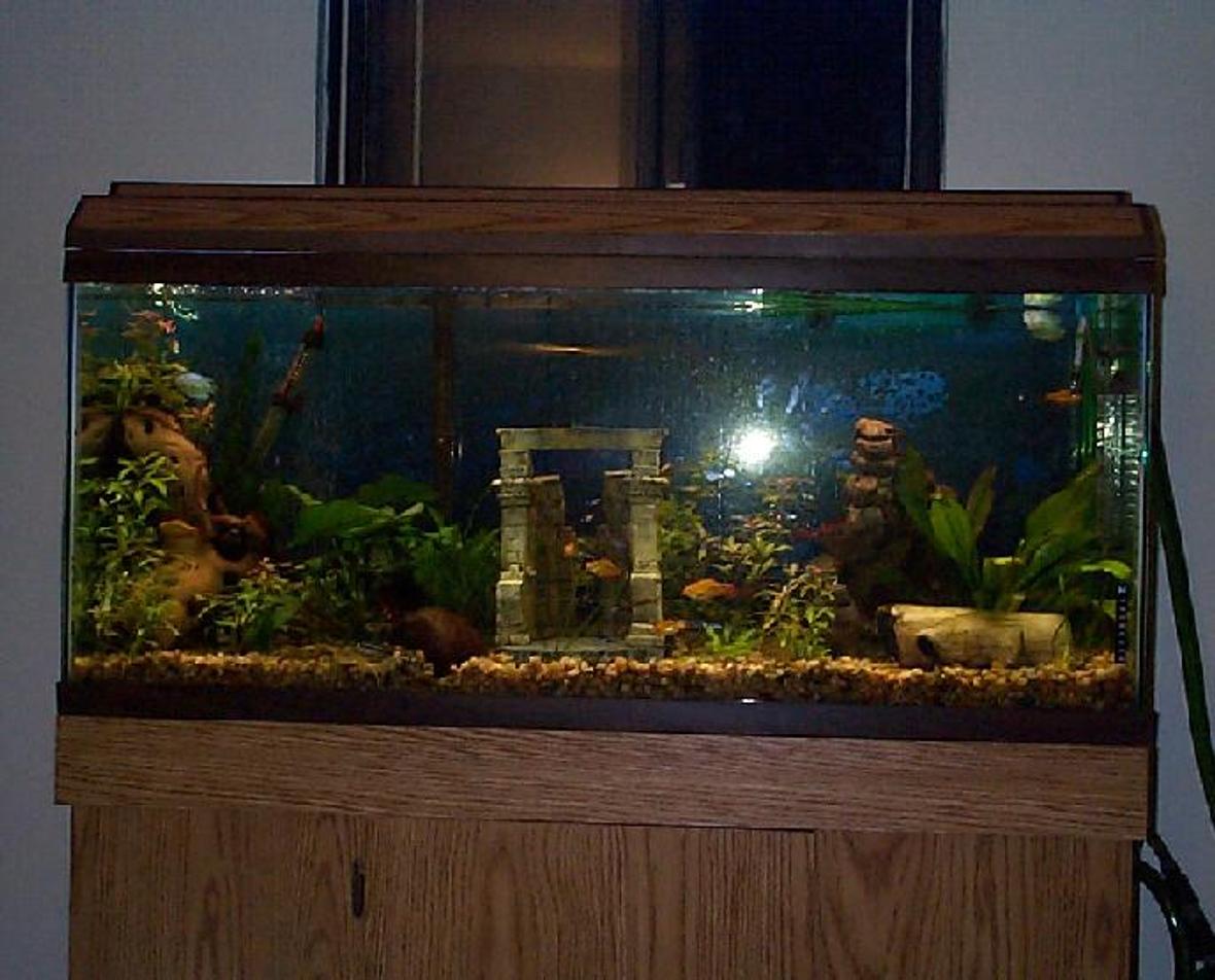 55 gallons freshwater fish tank (mostly fish and non-living decorations) - 55 gallon tank, 8 neon tetras, 9 glow light tetras, 1 Pleco, 6 gold barbs, Mr. and Mrs. Krib, 2 male "powder blue" dwarf gouramis, 3(maybe) kuhli loaches, 1 female betta, 1 male blue ram, 3 small rams temporarily, hoping for one to be a female, I think one is:):):), and one adult ram rescued from bad store, almost missing a tail:(