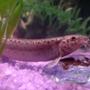freshwater fish - misgurnus anguillicaudatus - dojo loach stocking in 10 gallons tank - My Dojo Loch from another tank