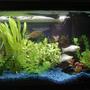 10 gallons freshwater fish tank (mostly fish and non-living decorations) - One of my 10 Gal tanks