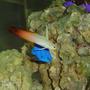 saltwater fish - nemateleotris magnifica - firefish stocking in 150 gallons tank - Firefish, Blue Damsel, orchid pseudochromis